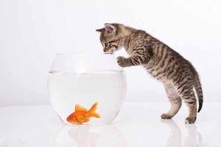 猫咪吃瓜背影图片,背影成萌宠焦点 第3张 猫咪吃瓜背影图片,背影成萌宠焦点 第3张
